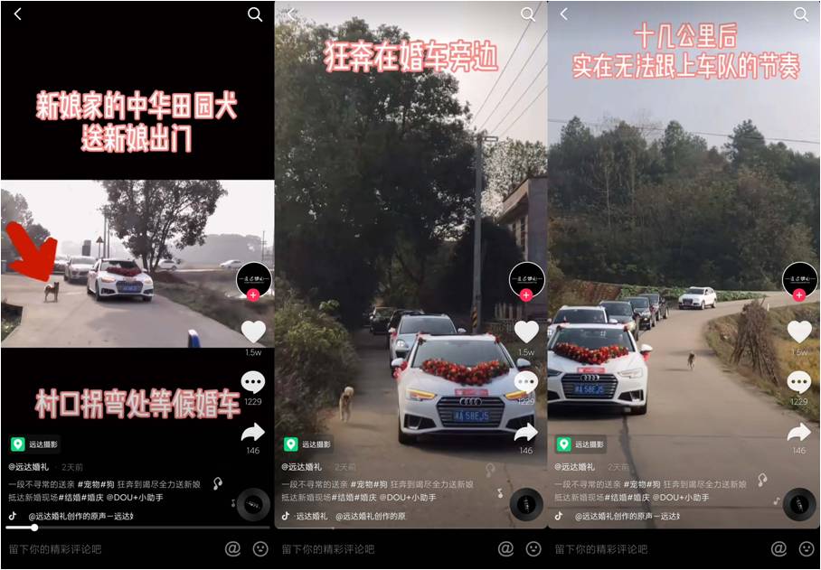 狗狗狂奔十几公里为女主人送亲走红抖音，网友：看哭了！