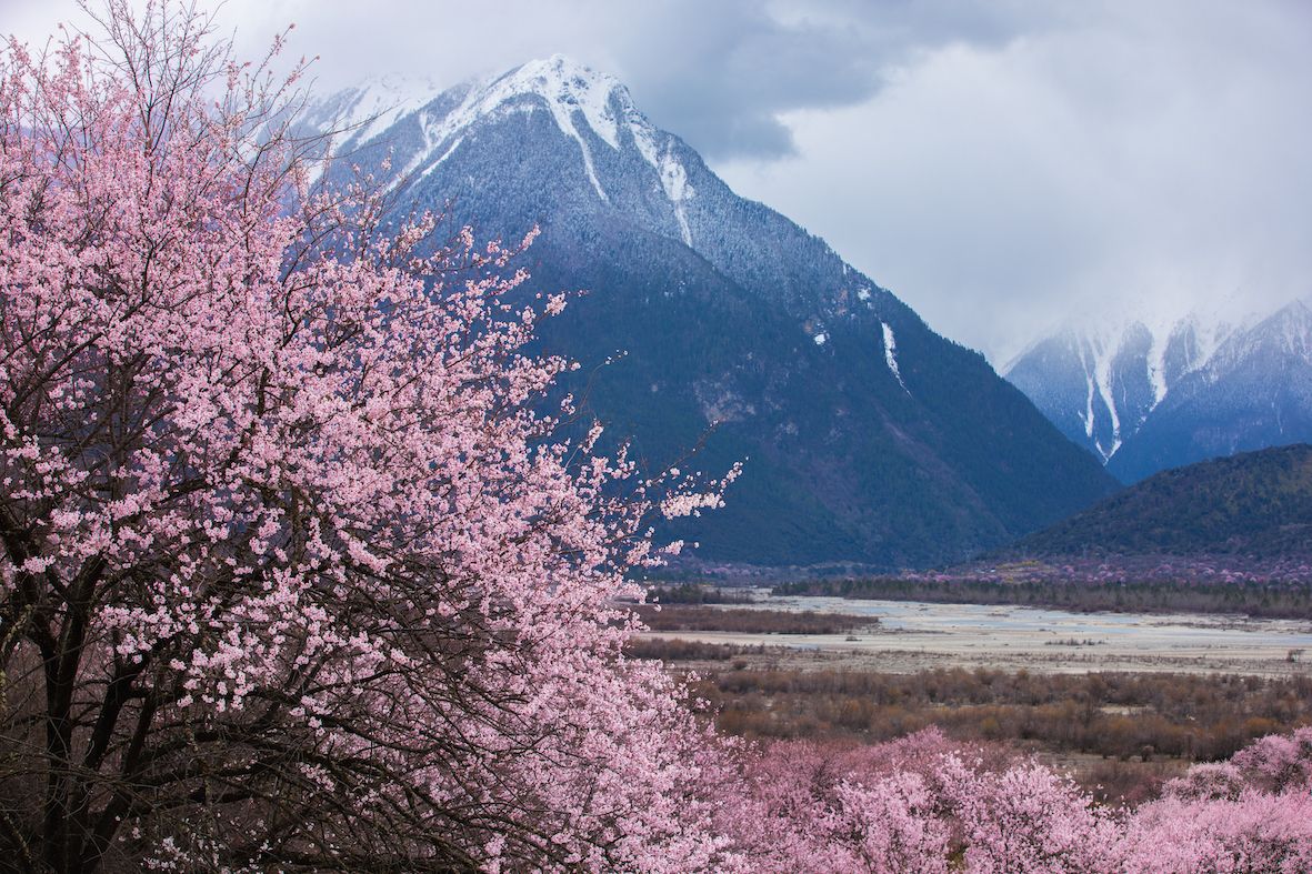 云游四方｜三月桃花与雪山、麦田、峡谷交织，只能在这里看到！